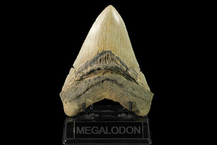Serrated, Fossil Megalodon Tooth - North Carolina #147507